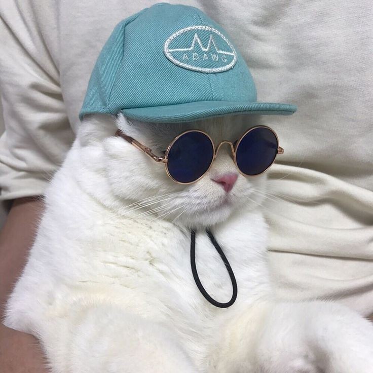 你也是只酷猫