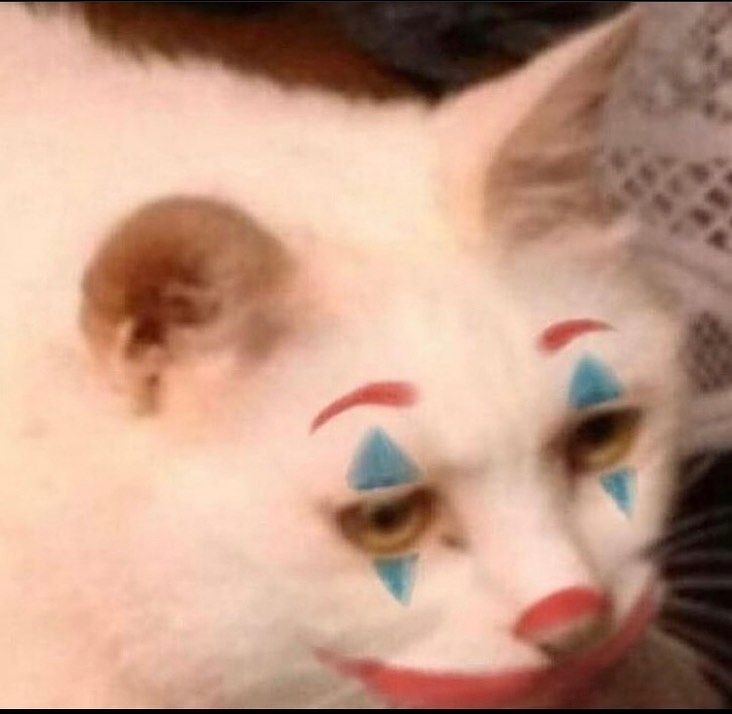 你也是只酷猫