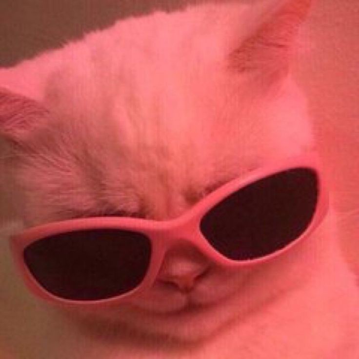 你也是只酷猫