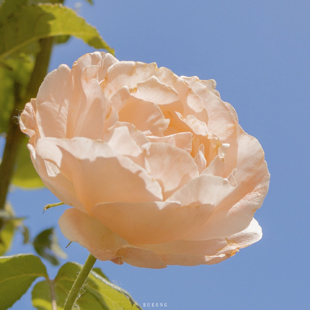 花 玫瑰 橘粉 特写 春