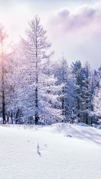 雪景壁纸