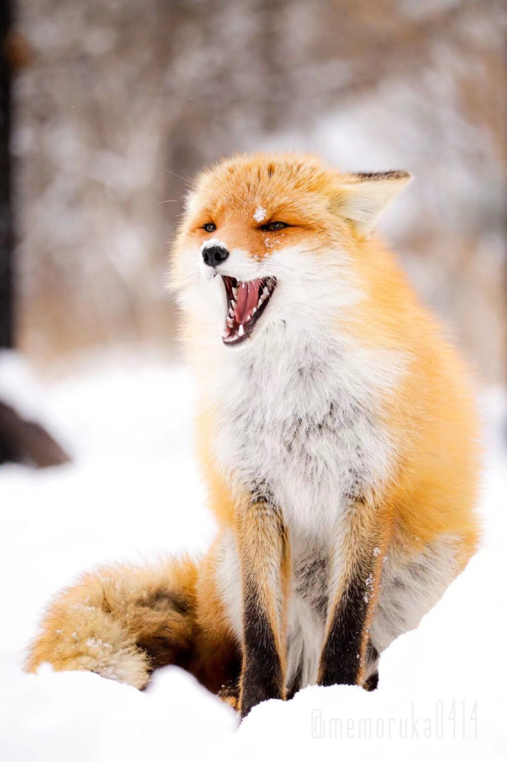 红狐 twi_memoruka0414