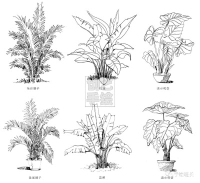 环境植物速写