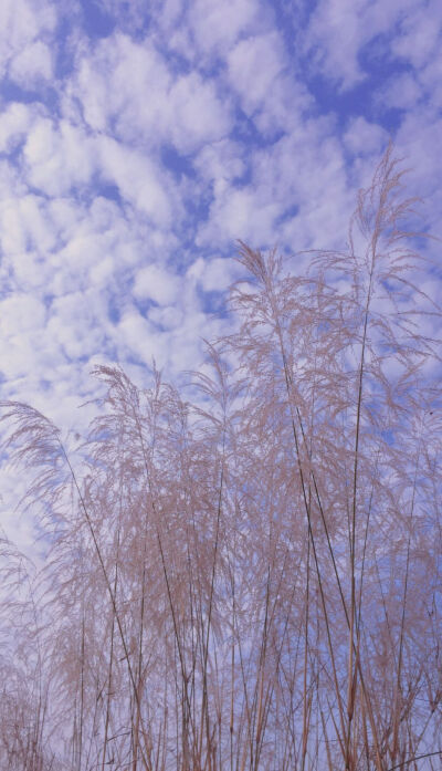 恋空