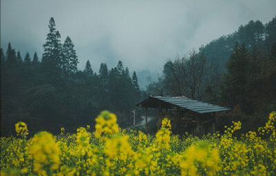 油菜花