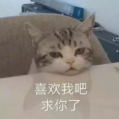 嗯嗯嗯？可爱猫猫系列？
拿图点赞评论~