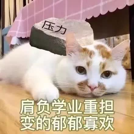 嗯嗯嗯？可爱猫猫系列？
拿图点赞评论~