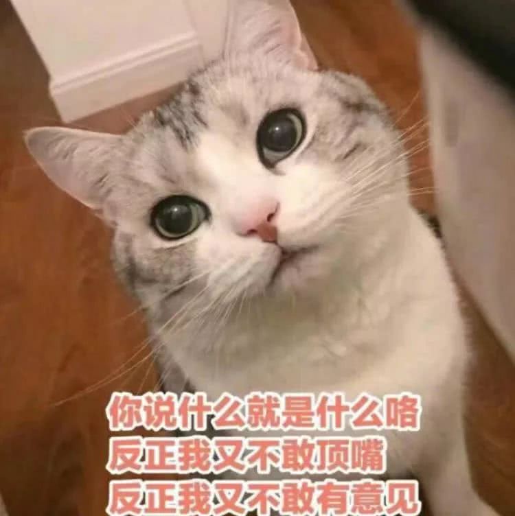 嗯嗯嗯？可爱猫猫系列？
拿图点赞评论~