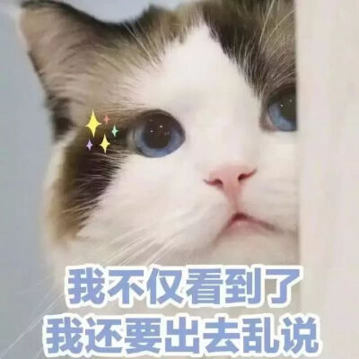 嗯嗯嗯？可爱猫猫系列？
拿图点赞评论~