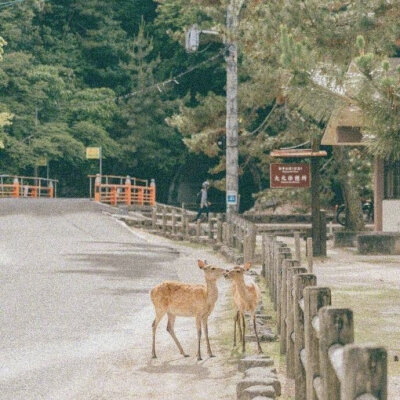 宫岛的鹿 