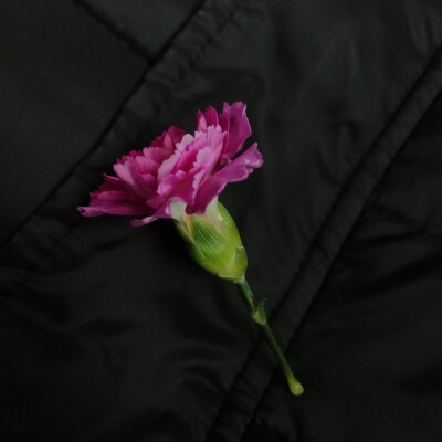 七七八八的的照片