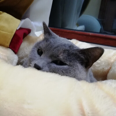 七七八八的的照片