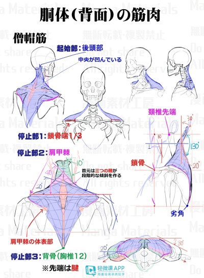 人体教程