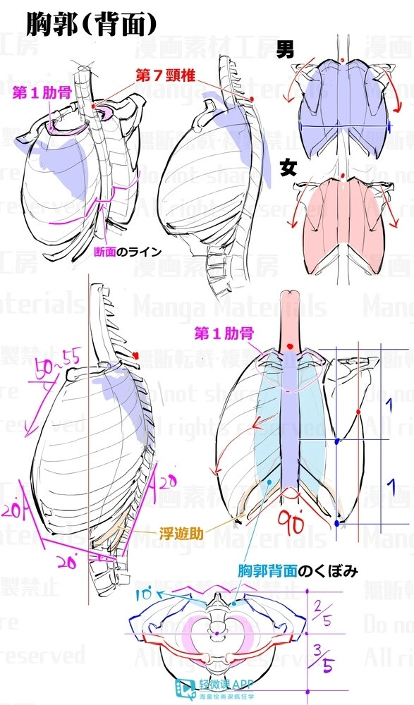 人体教程