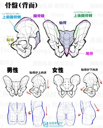 人体教程