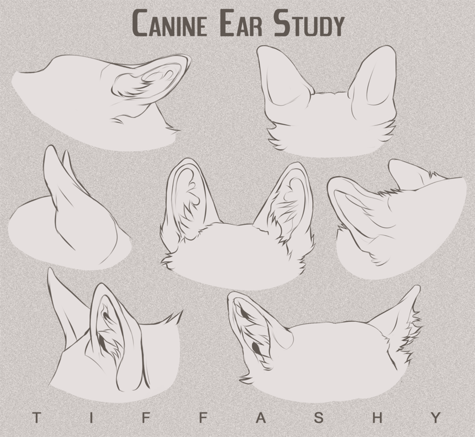 图源DA 兽体教程
