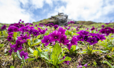 察日脆蒴报春