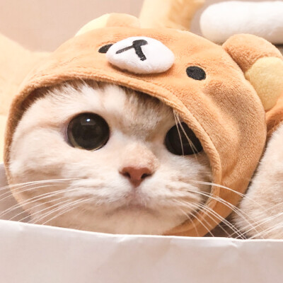 二传注明麓一涵