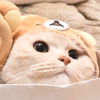 二传注明麓一涵