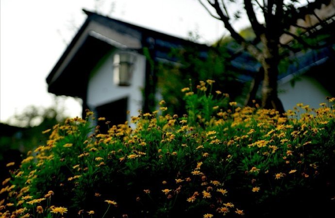 鸟声幽谷树，山影夕阳村。