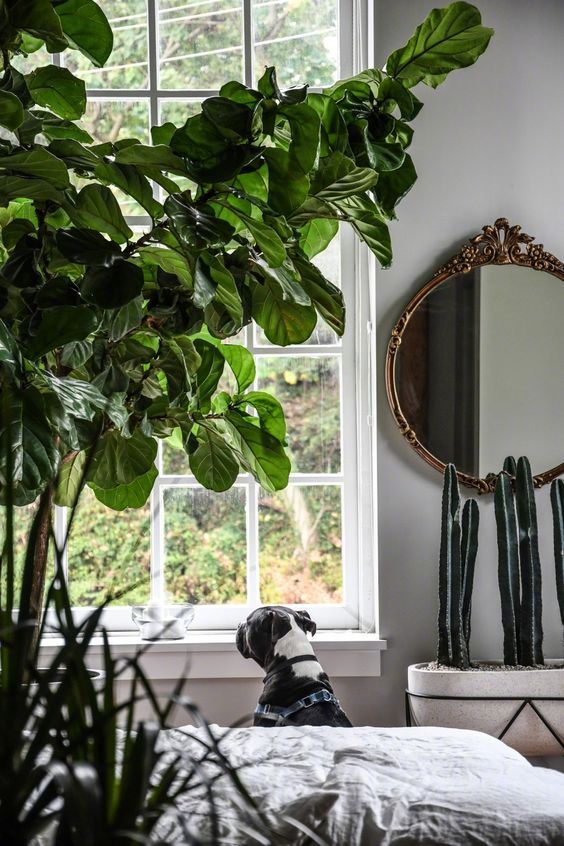 室内 · 绿植的搭配