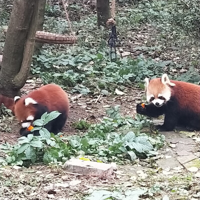 浣熊