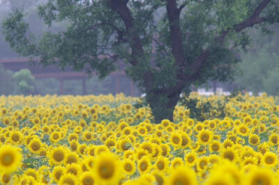 花田