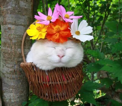 猫叔