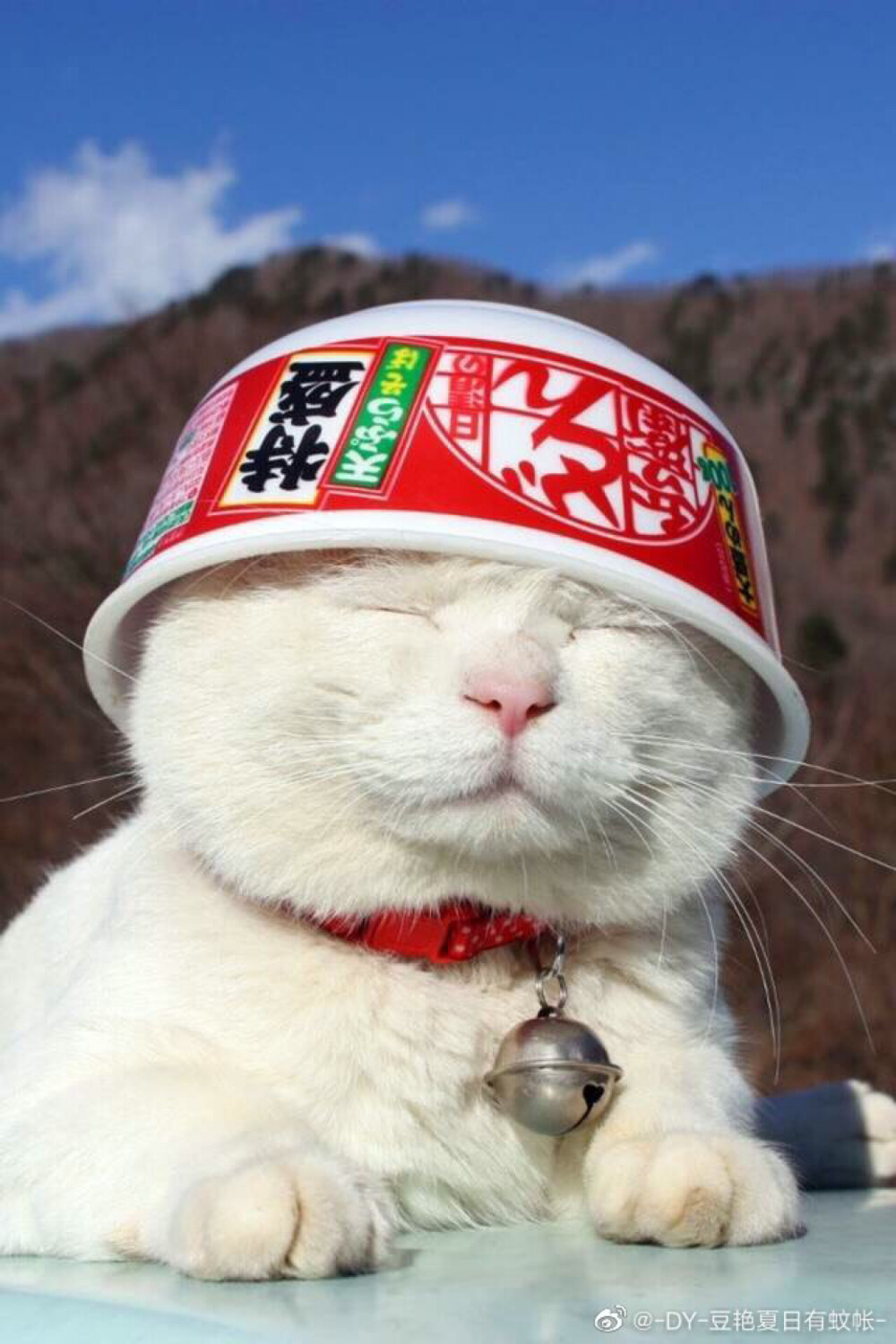 猫叔