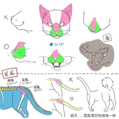 猫、狗素材