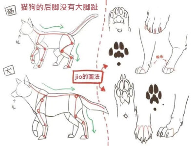 猫、狗素材