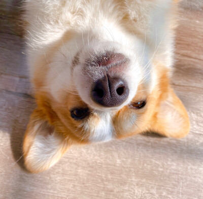 谁还不是个小可爱呢！