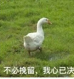 表情包