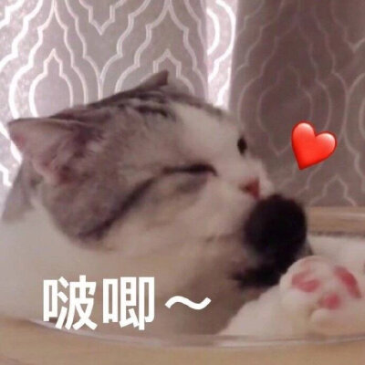 猫狗表情包 沙雕