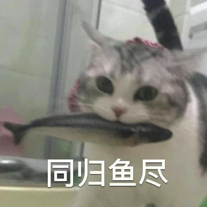 猫狗表情包 沙雕