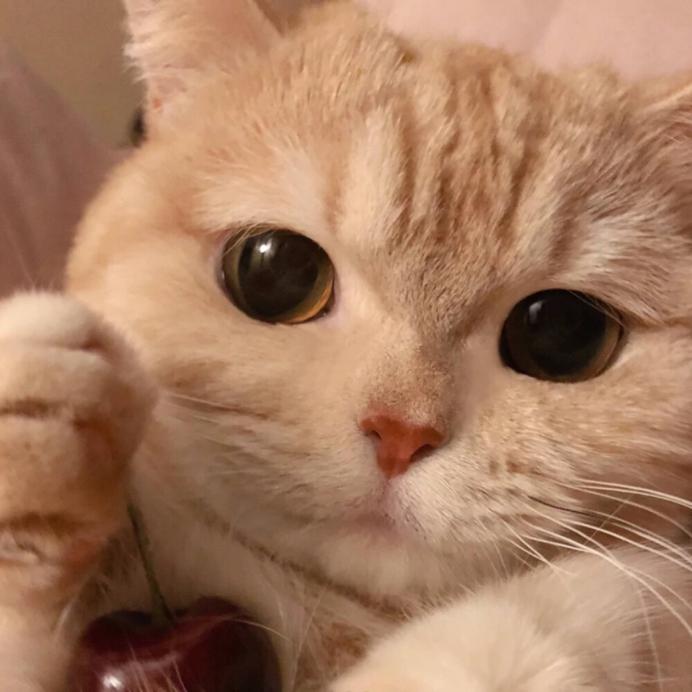 萌宠头像喵星人