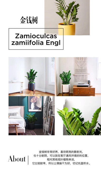 室内绿植