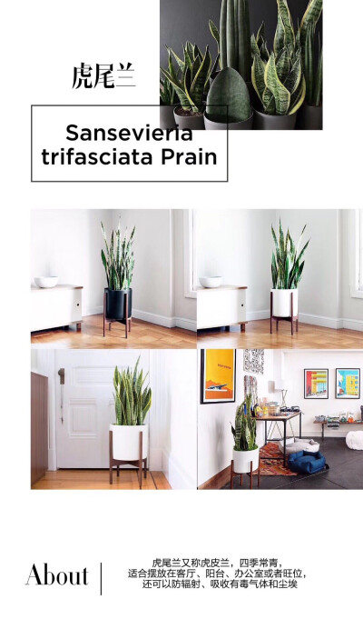 室内绿植