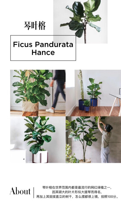 室内绿植