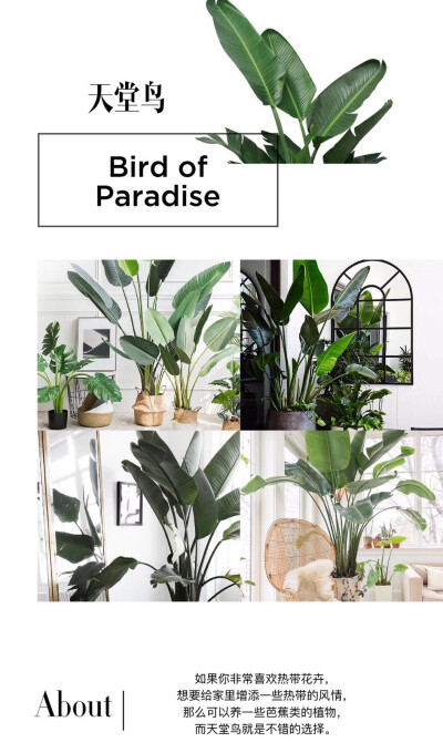 室内绿植