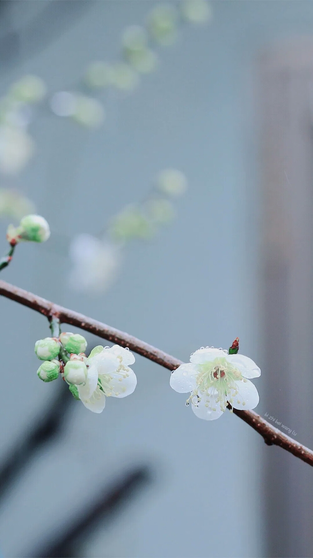 花朵壁纸