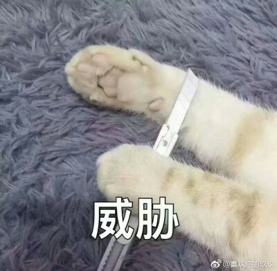 猫咪表情包