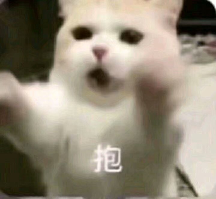 猫咪表情包