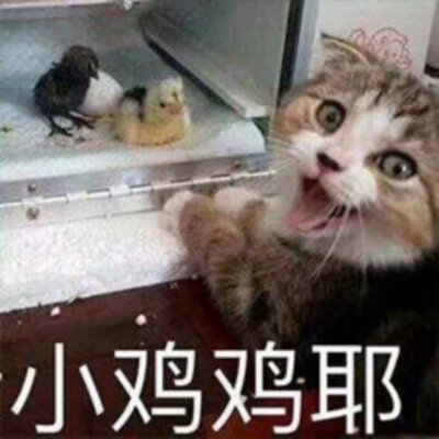 猫咪表情包