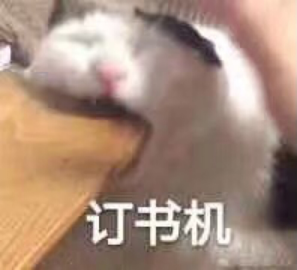 小猫猫