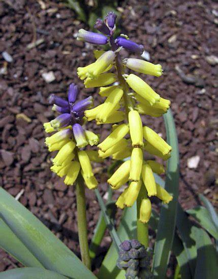 Muscari massayanum
蓝壶花属