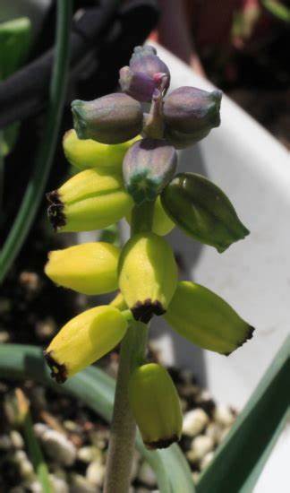 Muscari massayanum
蓝壶花属