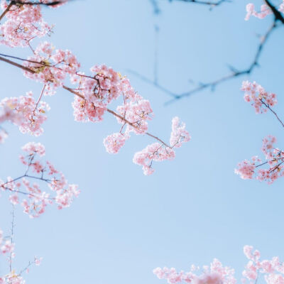  春天、樱花和旅行♡