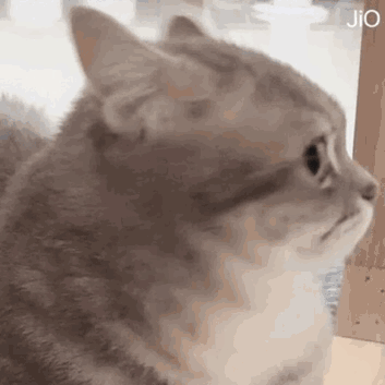 猫咪gif