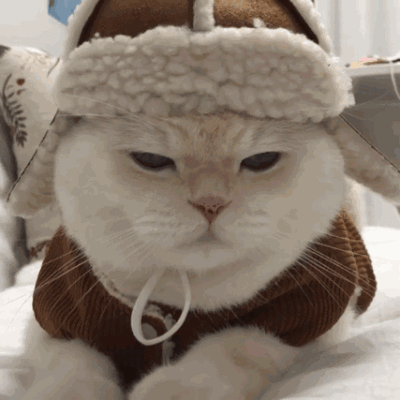 猫咪gif